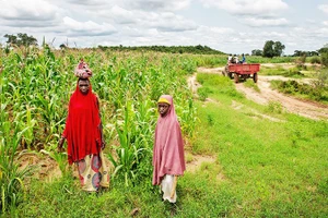 Nông dân Nigeria tìm kiếm cây trồng thích ứng biến đổi khí hậu. Ảnh: GETTYIMAGES