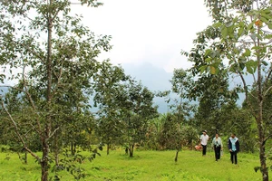 Một trong những vườn hồng trên đỉnh Khưa Dầy. Ảnh: TÙNG VÂN