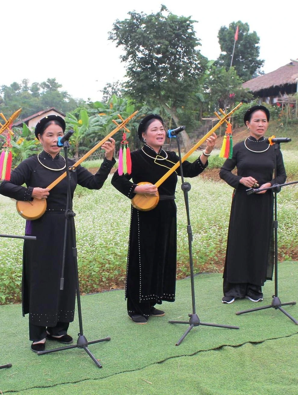 Tày