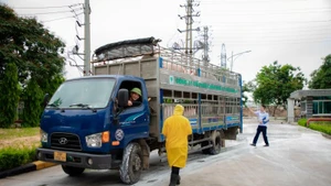 Vận chuyển lợn vào nhà máy giết mổ của công ty C.P ( KCN Phú Nghĩa, huyện Chương Mỹ, Hà Nội).