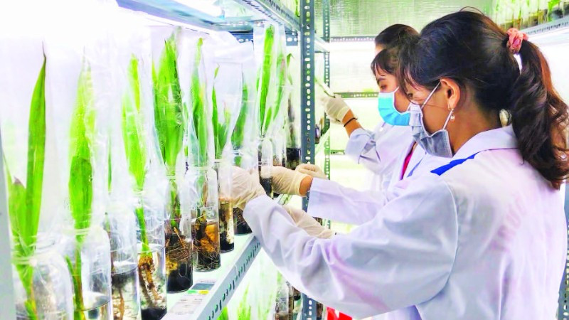 Ứng dụng công nghệ cao trong nhân giống, giúp hoàn thiện chuỗi giá trị cây dừa tại Vĩnh Long.