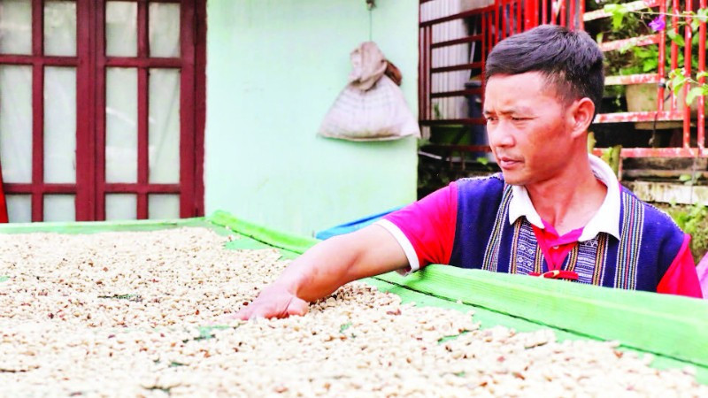 Cà-phê của Tổ hợp tác cà-phê Chư Mui được phơi, sơ chế trong nhà lồng.