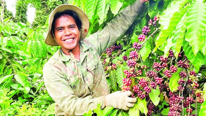 Việt Nam đứng đầu thế giới về xuất khẩu cà-phê Robusta toàn cầu.