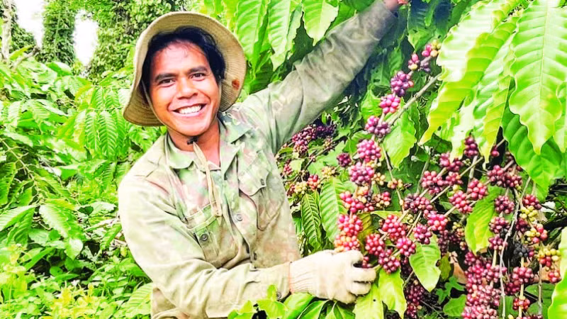 Việt Nam đứng đầu thế giới về xuất khẩu cà-phê Robusta toàn cầu.