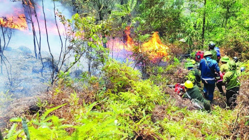 Lực lượng chức năng nỗ lực dập cháy thực bì dưới tán rừng ở Thanh Hóa.
