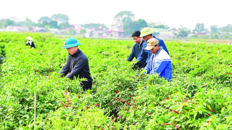Liên kết sản xuất, tiêu thụ ớt tại xã Yên Phú.