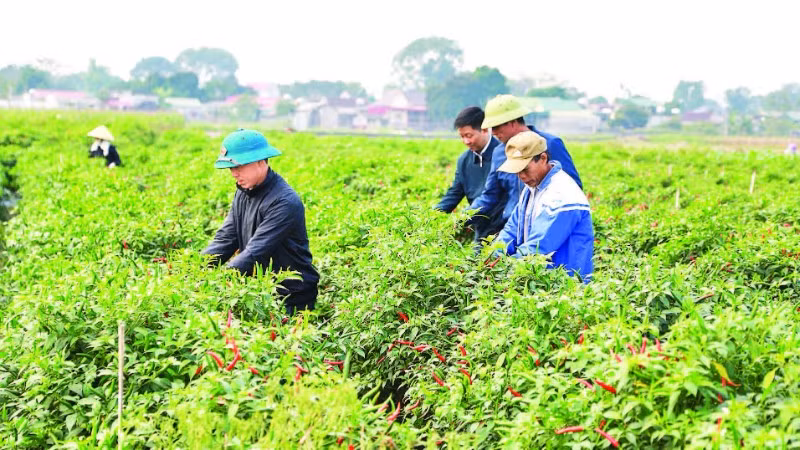 Liên kết sản xuất, tiêu thụ ớt tại xã Yên Phú.