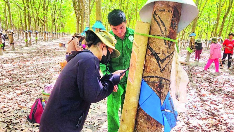 Hướng dẫn kỹ thuật cạo mủ cao su cho các học viên của Công ty TNHH một thành viên cao su Chư Mom Ray.