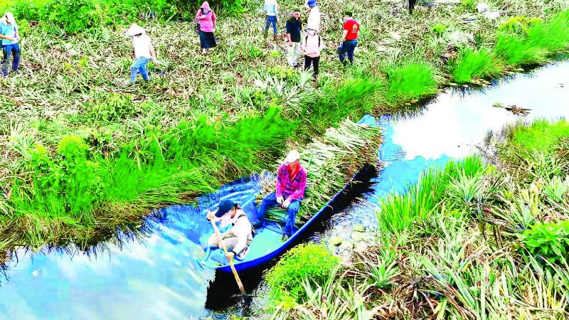 Thu hoạch lá dứa về chế biến thành tơ sợi dệt vải.