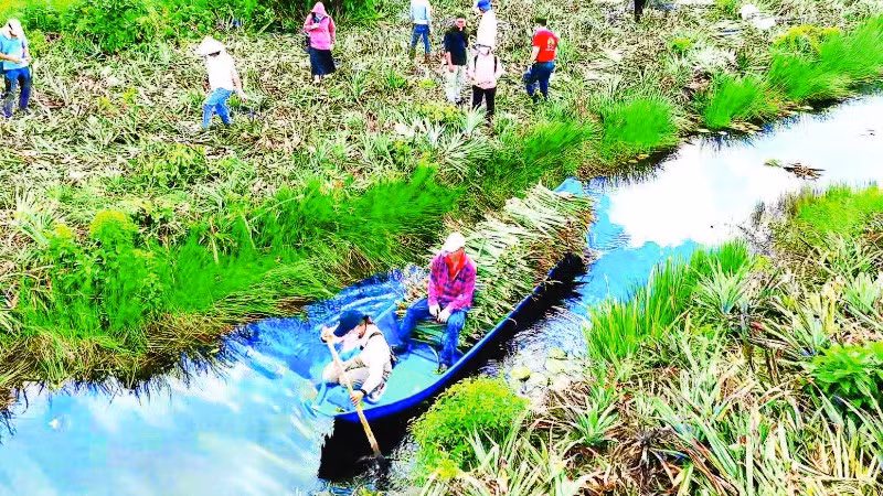 Thu hoạch lá dứa về chế biến thành tơ sợi dệt vải.