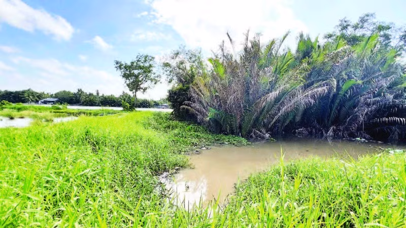 Trang trại nuôi heo dẫn ra sông Cái Bé có nguy cơ gây ảnh hưởng ô nhiễm môi trường.