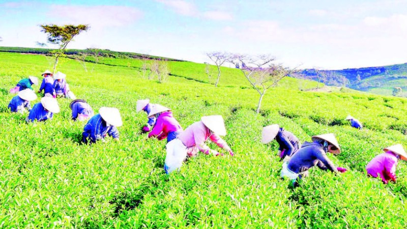 Trên nương chè Lâm Đồng.