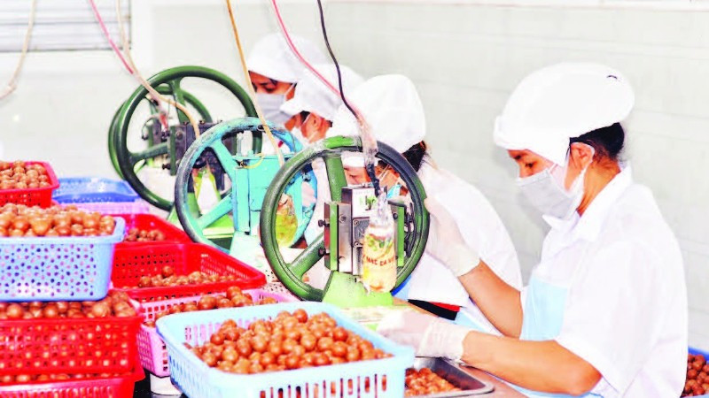 Công đoạn đóng gói sản phẩm mắc-ca tại một doanh nghiệp ở Lâm Đồng.