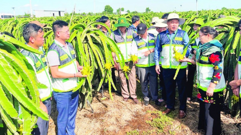 Mô hình khuyến nông hai cấp đi vào hoạt động ổn định sẽ phát huy hiệu quả tích cực trong sản xuất nông nghiệp.