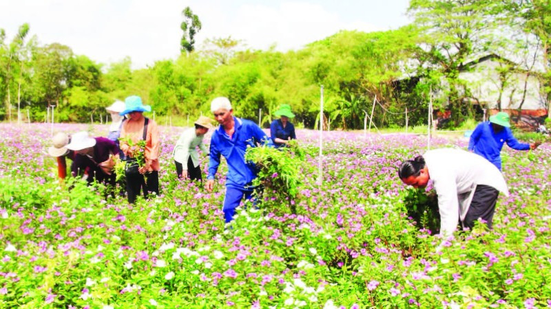 Nhiều nông dân ở xã Bình Thạnh Đông tham gia trồng rau dừa cạn làm thuốc.