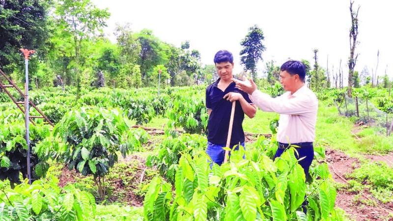 Cán bộ Ngân hàng Chính sách xã hội Cư M’gar hướng dẫn anh Trần Văn Bàng ở thôn 2, xã Cư M’gar chăm sóc vườn cà-phê.