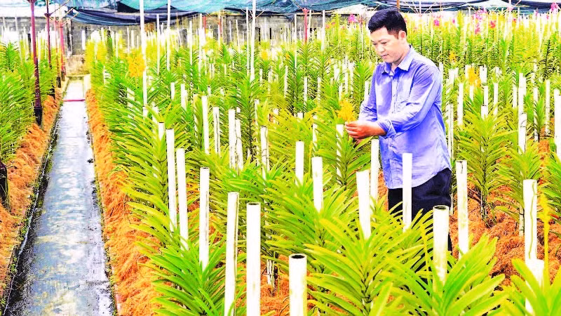 Người nông dân xã Củ Chi đã ứng dụng khoa học kỹ thuật vào ươm trồng và phát triển các loại hoa lan cho hiệu quả kinh tế cao. (Ảnh THẾ ANH)