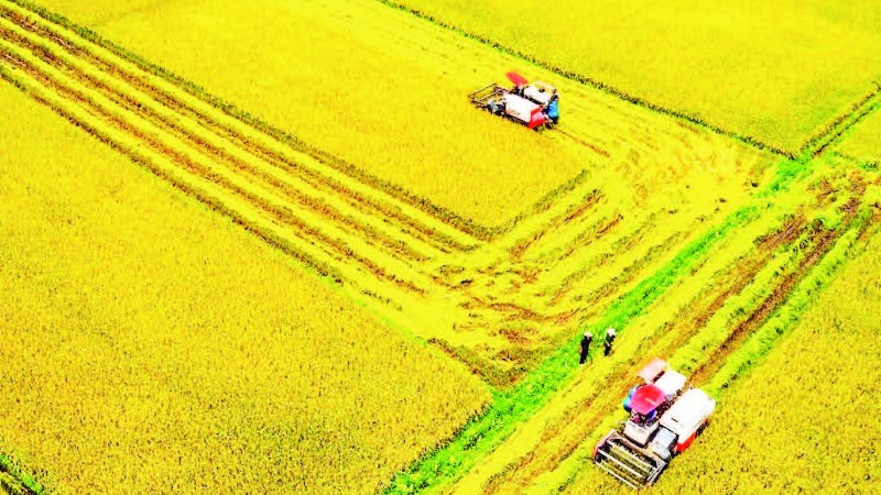 Cánh đồng lúa tại xã Nam Đà với diện tích 700 ha lúa đặc sản ST24, ST25 đạt tiêu chuẩn VietGAP