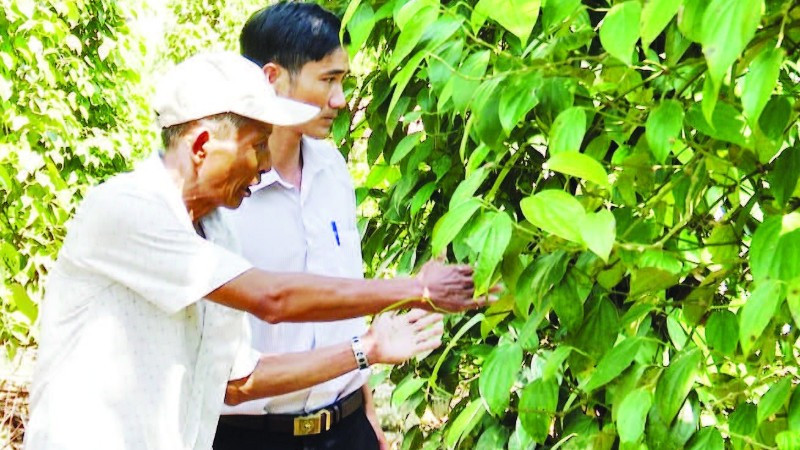 Mô hình trồng tiêu hiệu quả ở huyện Tiên Phước, tỉnh Quảng Nam (cũ).