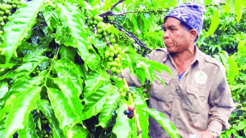 Già làng Điểu Sranh phát triển mô hình sản xuất hiệu quả để đồng bào tin và làm theo.