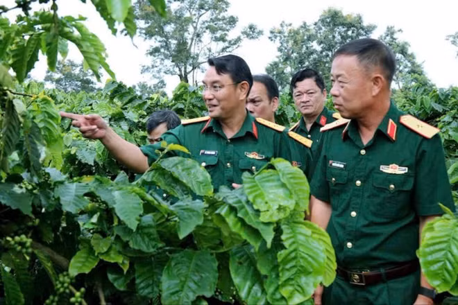 Đại diện Công ty Cà-phê 15 tham quan vườn.