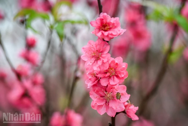 Ảnh THÀNH ĐẠT.