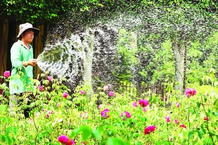 Nông dân tỉnh Đồng Tháp chăm sóc hoa kiểng.