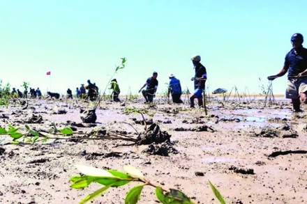 Trồng rừng ngập mặn bãi bồi ven biển Vĩnh Châu phòng, chống sạt lở đê biển.