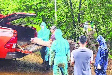 Lực lượng chức năng và chính quyền địa phương hỗ trợ người dân tiêu hủy lợn nhiễm bệnh theo đúng quy định.