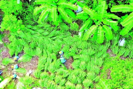 HTX thu hoạch sả chanh trong vườn dược liệu. (Ảnh HTX CUNG CẤP)