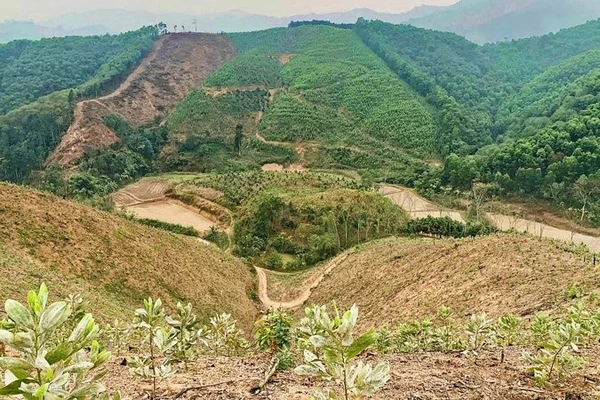 Xã Kim Phượng (Thái Nguyên) tích cực chuẩn bị hiện trường trồng rừng năm 2026.