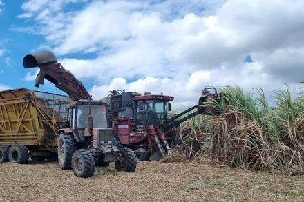 Thu hoạch mía bằng cơ giới trên cánh đồng mía lớn Nhà máy đường An Khê (Gia Lai). Ảnh: Tuấn Anh