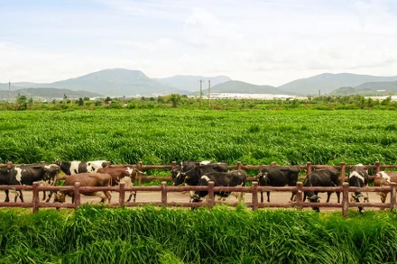 Hệ thống 15 trang trại đạt chuẩn Organic châu Âu và Global S.L.P là nền tảng giúp Vinamilk chủ động nguồn nguyên liệu chất lượng cao. (Ảnh: MINH ANH)