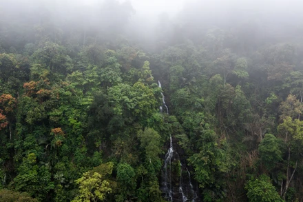 Hành trình giữ xanh đại ngàn Pù Mát