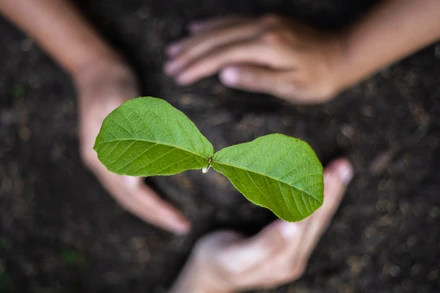 [Thơ] Những cây người từ nắm hạt mọc lên