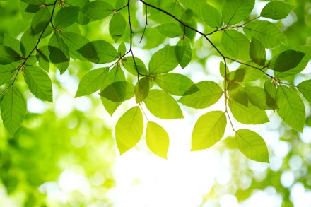 [Thơ] Những chiếc lá