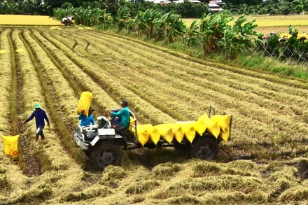 Thu hoạch lúa tại tỉnh An Giang. Ảnh: Thanh Phong