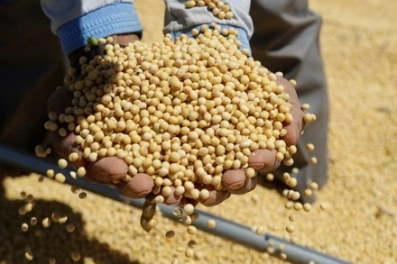 (Ảnh minh họa: Tân Hoa xã)