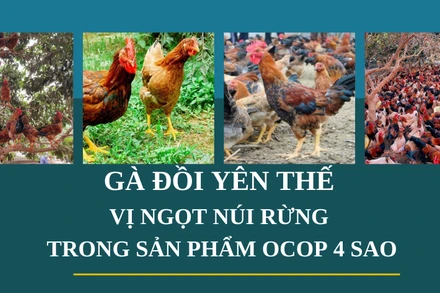 Gà đồi Yên Thế: Vị ngọt núi rừng trong sản phẩm OCOP 4 sao