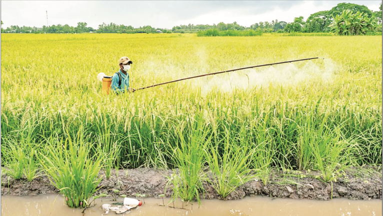 Người dân xã Khánh Bình, tỉnh Cà Mau phun thuốc bảo vệ thực vật trên đồng lúa. (Ảnh HUỲNH LÂM) anh-man-hinh-2025-07-22-luc-060606-9816.png