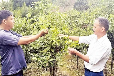 Cây hồi trở thành cây trồng chủ lực để xóa nghèo tại xã Đường Hồng, tỉnh Tuyên Quang. (Ảnh TOÀN CHUNG)