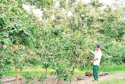 Hồng không hạt Bảo Hà được công nhận là sản phẩm OCOP, mở ra cơ hội xây dựng thương hiệu nông sản địa phương.