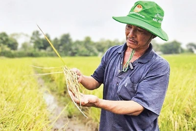 Nông dân Tây Ninh trồng lúa sạch, hiệu quả kinh tế cao.