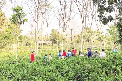 Những mô hình du lịch sinh thái như Trang trại đồng quê Ba Vì ngày càng được du khách ưa chuộng.