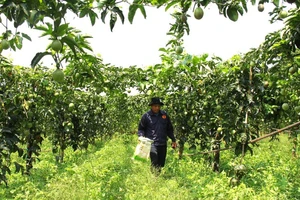 Mô hình trồng chanh leo ở Sơn La.