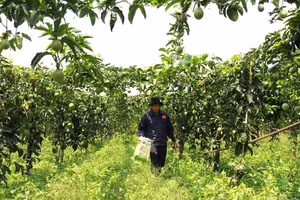 Mô hình trồng chanh leo ở Sơn La.