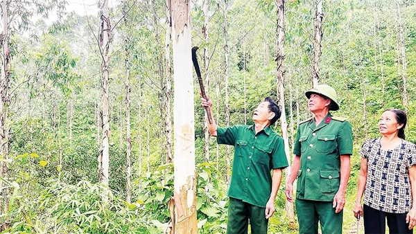 Thương binh Lương Khuyến Giang (ngoài cùng bên trái) kiểm tra đồi bạch đàn.