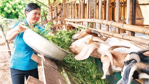 Được sự hỗ trợ từ các mô hình đa dạng hóa sinh kế, nhiều phụ nữ ở Đắk Lắk đã phát triển chăn nuôi, vươn lên thoát nghèo.