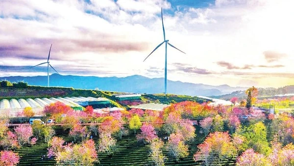 Dự án điện gió tại khu vực Lâm Đồng ngàn hoa - một trong ba vùng "lõi" của tỉnh.