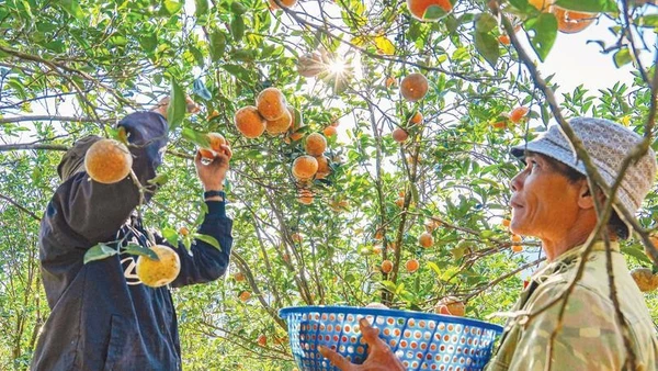 Mô hình du lịch sinh thái gắn phát triển nông nghiệp mang lại triển vọng lớn cho người dân vùng cao.